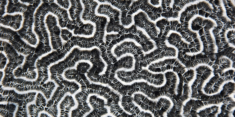 Illustration for article titled How Will We Even Know New Lifeforms When We See Them?